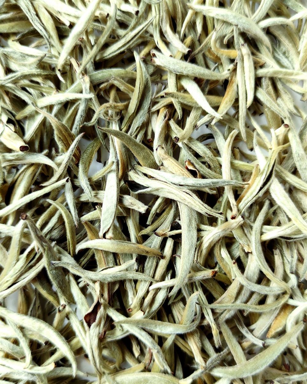 大邦白茶 · 云南白茶 · 森林白茶主视觉