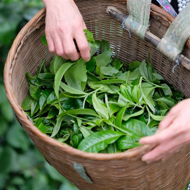 大邦白茶 · 山场与原料（云南白茶鲜叶采摘）